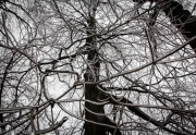 Trees covered in Ice