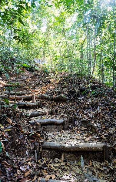 Steps through forest to get to Montezuma Falls
