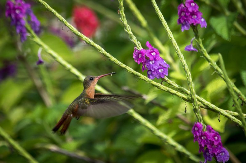cinnamon-hummingbird-6866