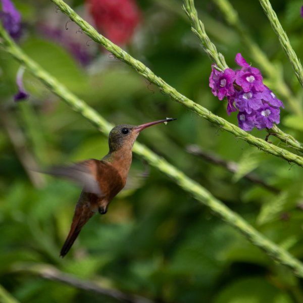 cinnamon-hummingbird-6867