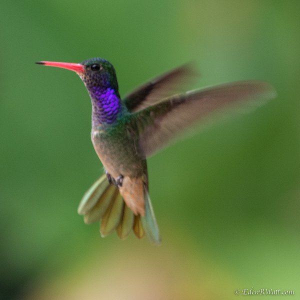 hummingbirds-4404