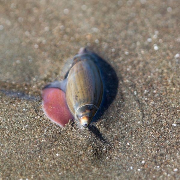 snail-8216