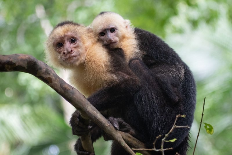 white-faced-capuchins-5548