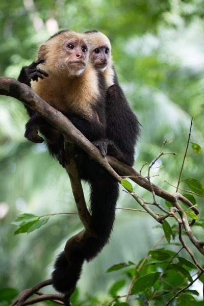 white-faced-capuchins-5562