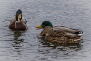 Duck Gossip