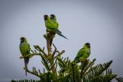 FL - green birds-5285.jpg