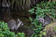 HI - baby raccoons-4804.jpg