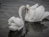 Swan-courtship