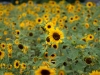 sunflowers-1641