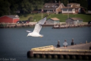 Seagull in Kingsville Harbour