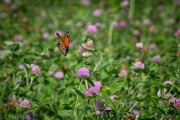 Butterflies in the Field
