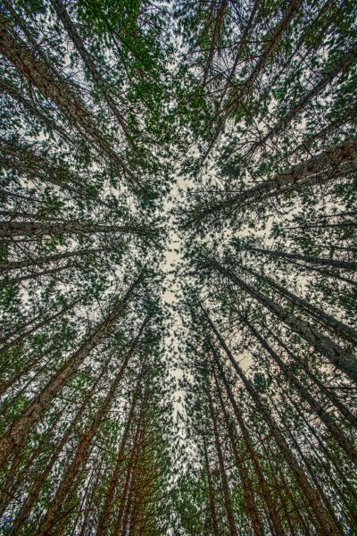 22-natural-tall-trees-from-below-3533