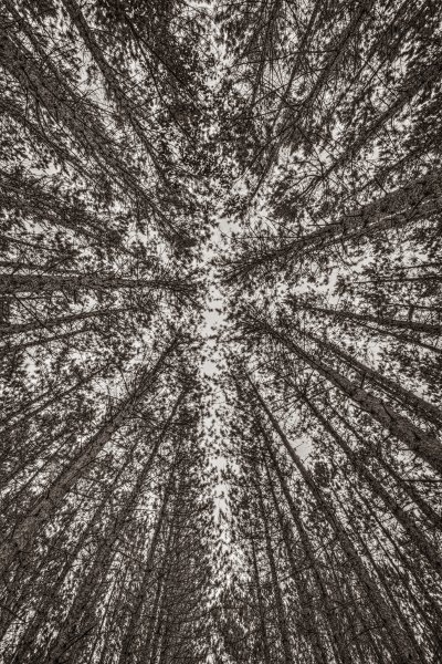 tall-trees-in-MT-sepia-3533