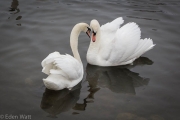 Swans in heat
