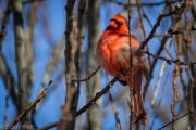 Cardinal Singing in Winter