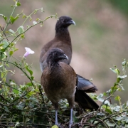 chachalaca-twosome-in-tree-8072