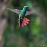 hummingbirds-4374