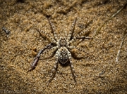 Spider on the Beach