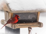 Cardinal at Feeder in Winter