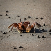 crab-8423