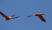 macaws-flying-7558