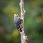 woodpecker-8013