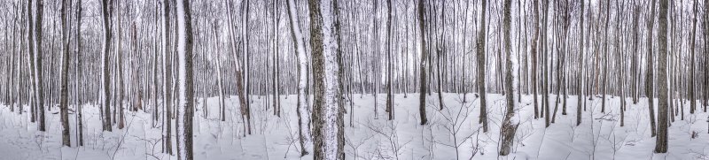 panoramic-loree-forest-winter-trees-2489