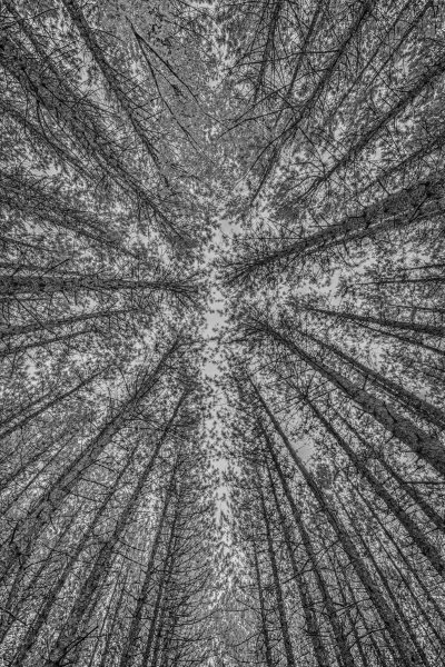 tall-trees-in-MT-infrared-3533