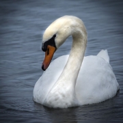 Swan on GB