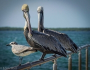Two Pelicans and a Seagull in Cuba
