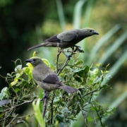 grey-bird-couple-8000