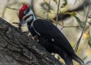 Woodpecker Pecking